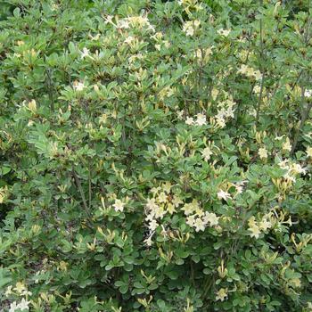 Rhododendron 'Weston's Lemon Drop' (306432)