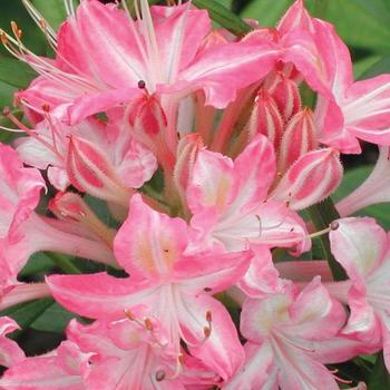 Rhododendron 'Weston's Ribbon Candy' 