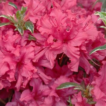 Rhododendron 'Arctic Rose' (306434)