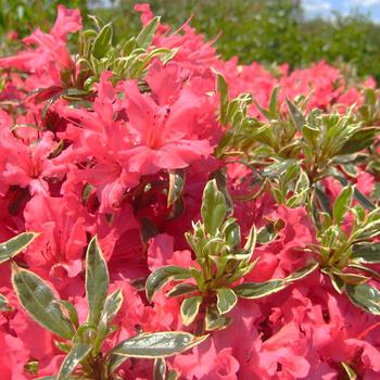 Rhododendron 'Arctic Rose' (306435)