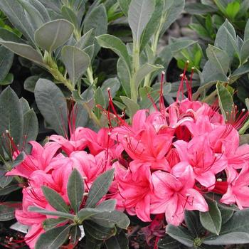 Rhododendron 'Millennium' 