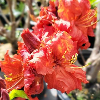 Rhododendron 'Red Demon' (306440)