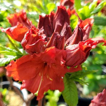 Rhododendron 'Red Demon' (306441)
