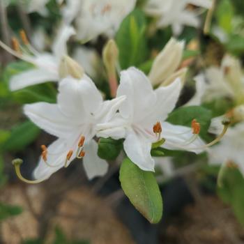 Rhododendron 'Snowbird' 