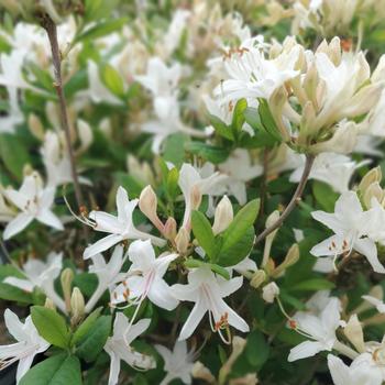 Rhododendron 'Snowbird' (306444)