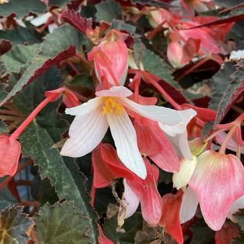 Begonia 
