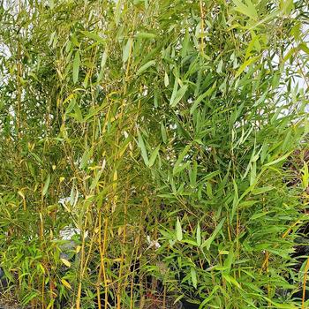Phyllostachys aureosulcata f. aureocaulis '' (306457)