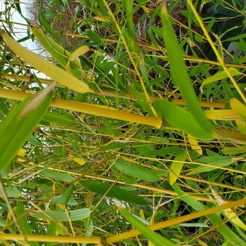 Phyllostachys aureosulcata f. aureocaulis '' (306458)