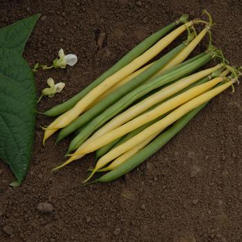 Phaseolus 'Gold N' Green Mix' 