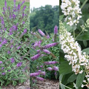Buddleia 'Chip Series' 