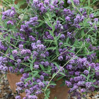 Buddleia x pikei 'Pmoore12' PP27934