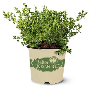Buxus 'HER2009B03' PP32273
