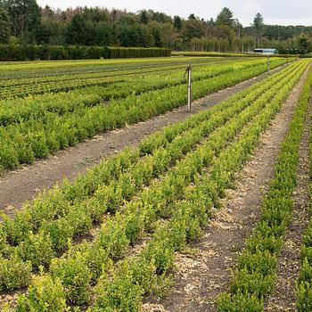 Buxus 'Babylon Beauty™' (306470)