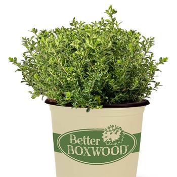 Buxus 'Renaissance™' PP32274