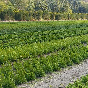 Buxus 'Renaissance™' (306472)