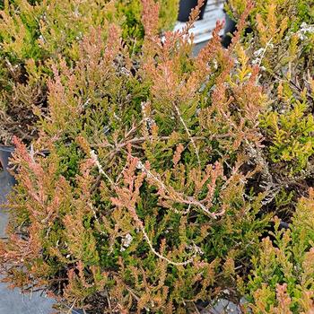 Calluna vulgaris 'Red Haze' (306476)