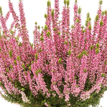 Calluna vulgaris Beauty Ladies® 'Melina Light'