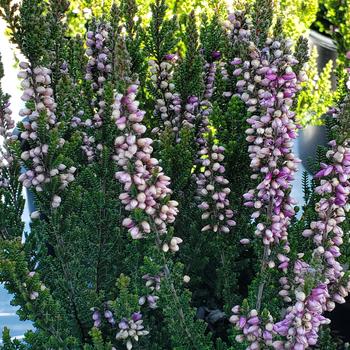 Calluna vulgaris Beauty Ladies® 'Luca'