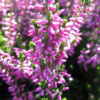 Calluna vulgaris Beauty Ladies® 'Renate'