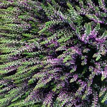 Calluna vulgaris Beauty Ladies® 'Renate' (306481)