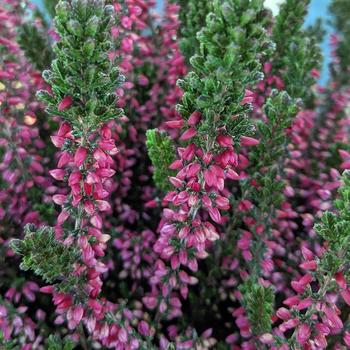 Calluna vulgaris Beauty Ladies® 'Siska'