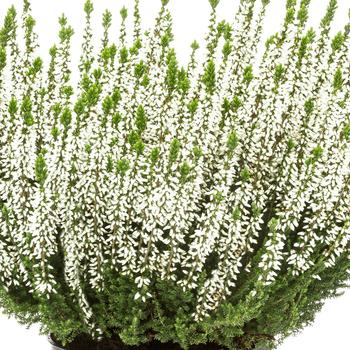 Calluna vulgaris Beauty Ladies® 'Verenka'
