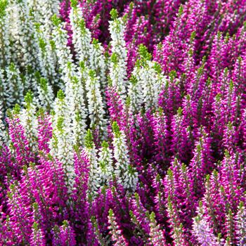 Calluna vulgaris Beauty Ladies® 'Lynn'