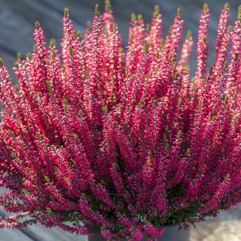 Calluna vulgaris Beauty Ladies® 'Scarlet'