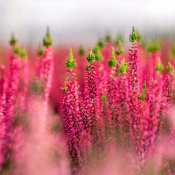 Calluna vulgaris Beauty Ladies® 'Scarlet' (306489)