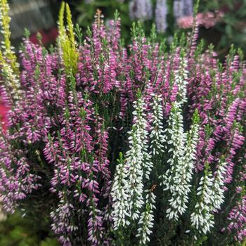 Calluna vulgaris Beauty Ladies® 'Trio'