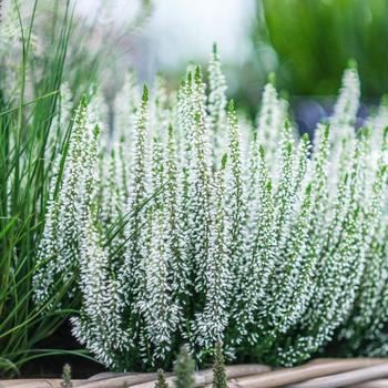 Calluna vulgaris Beauty Ladies® 'Viva'