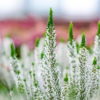 Calluna vulgaris Beauty Ladies® 'Viva' (306492)