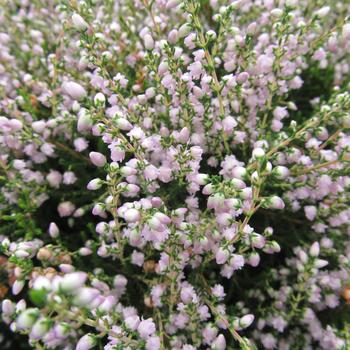 Calluna vulgaris 'County Wicklow' 