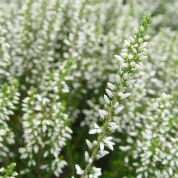 Calluna vulgaris 'Jeanette'