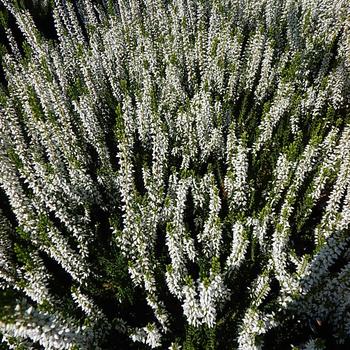 Calluna vulgaris Beauty Ladies® 'Veluwe®'