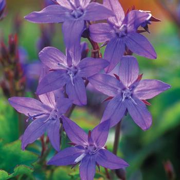 Campanula poscharskyana 'Blue Rivulet' PP20082