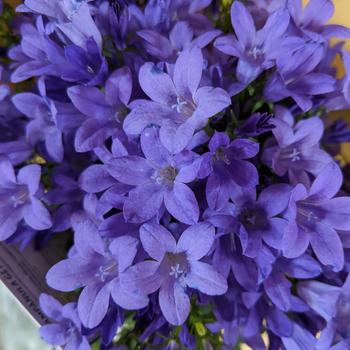 Campanula portenschlagiana 'Purple Get Mee' 
