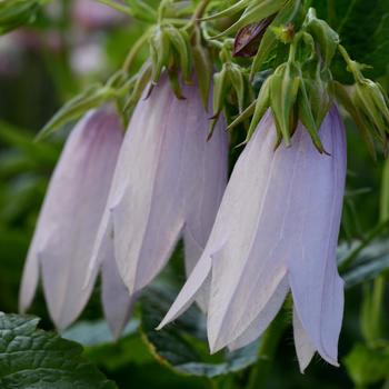 Campanula 'Iridescent Bells'