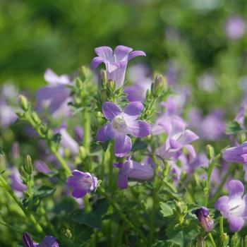 Campanula portenschlagiana 'Miss Melanie' 