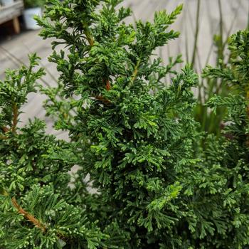 Chamaecyparis thyoides 'Top Point' 