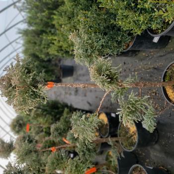 Chamaecyparis pisifera 'Cyano Viridis' 