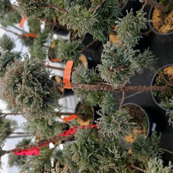 Chamaecyparis pisifera 'Cyano Viridis' (306512)