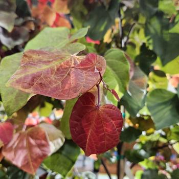Cercis canadensis 'Hearts A'Fire®' 