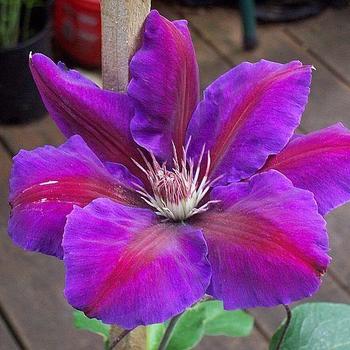 Clematis 'Anna Louise' 