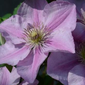 Clematis 'Endellion™' PP29131