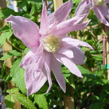 Clematis macropetala 'Markham's Pink' 