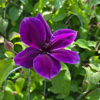 Clematis Boulevard® 'Ravel™' (306520)