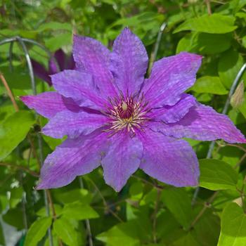 Clematis 'EviGsy151' 