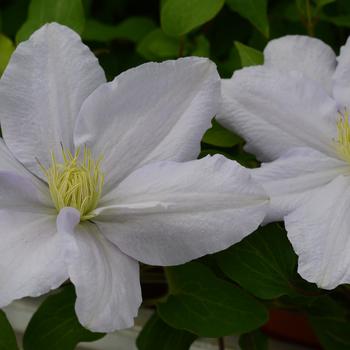 Clematis 'Evipo100' 
