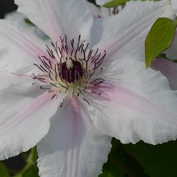 Clematis x 'Evipoo73' 